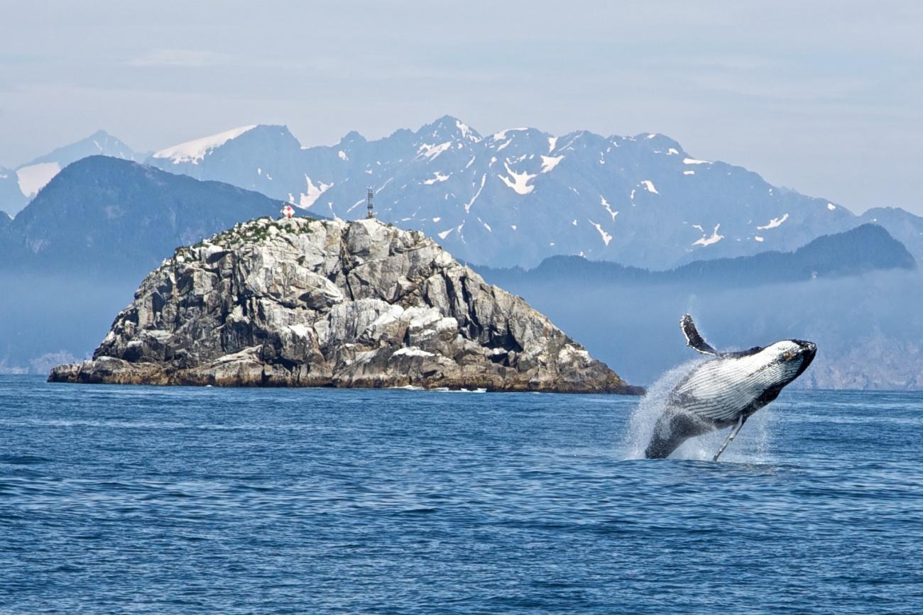 Beyond the Horizon: Exploring Marine Wonders on Your Ocean Adventure